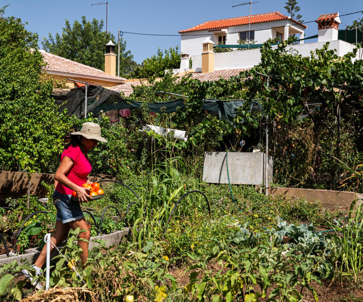 Laivos - gastronomia e território