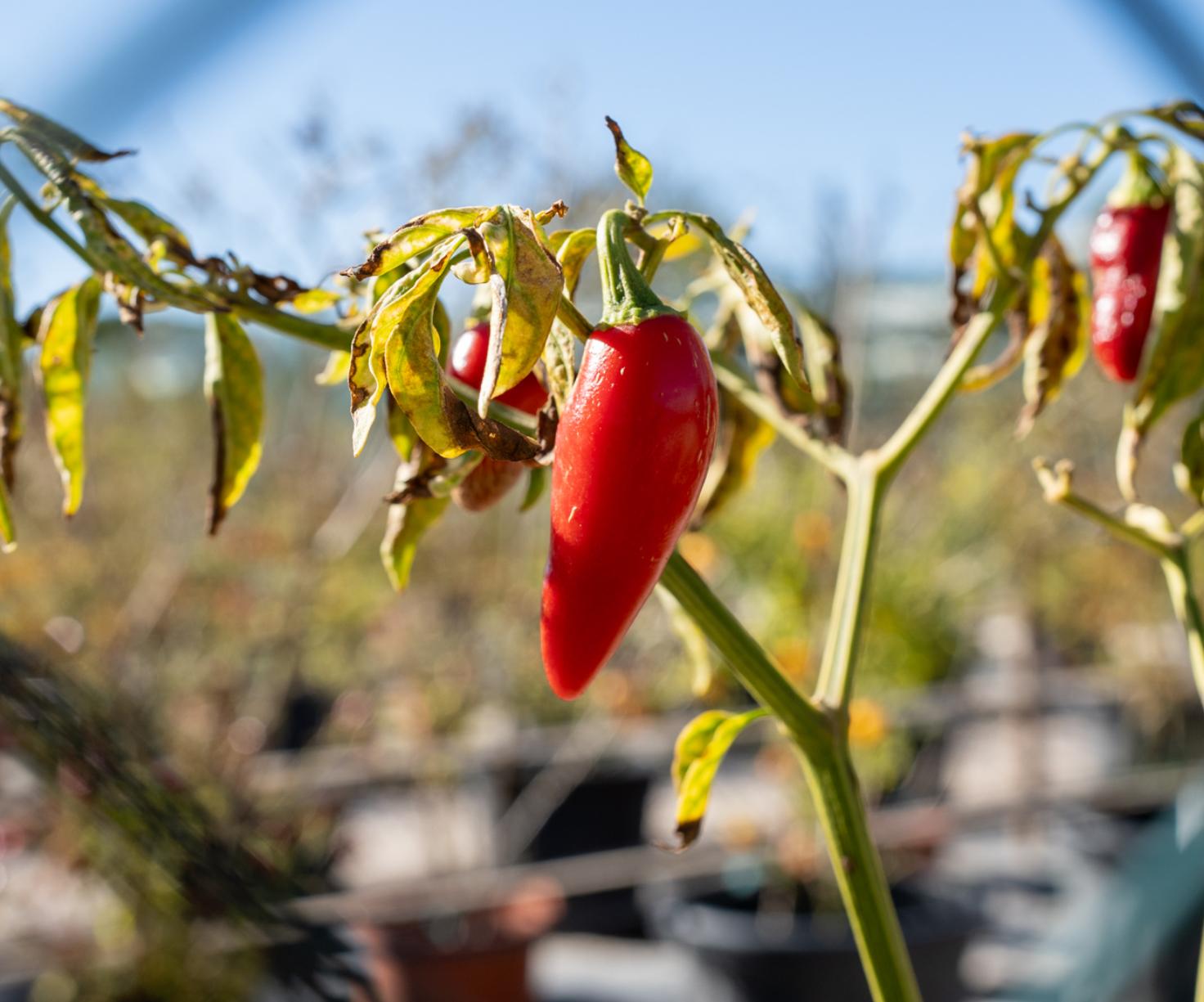 Piri-Piri & Co