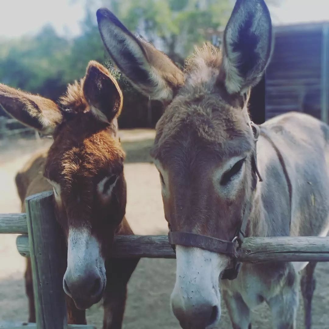 Fonte: https://www.facebook.com/LuraAprenderNaturalmente